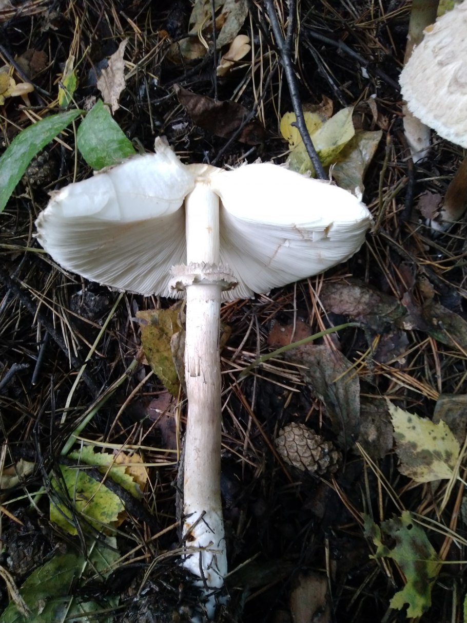 Macrolepiota excoriata