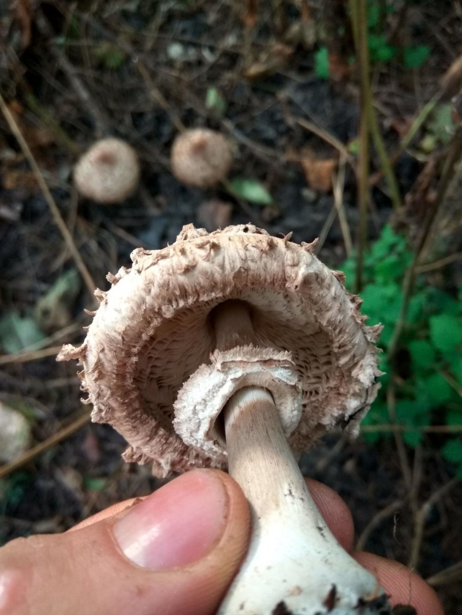 Гриб-зонтик краснеющий (Chlorophyllum rhacodes)