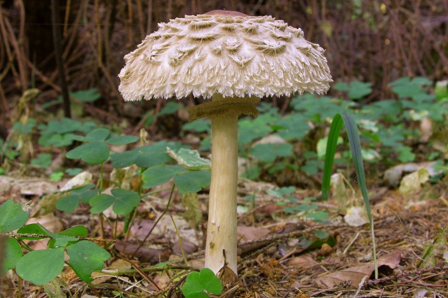 Гриб-зонтик краснеющий (Chlorophyllum rhacodes)