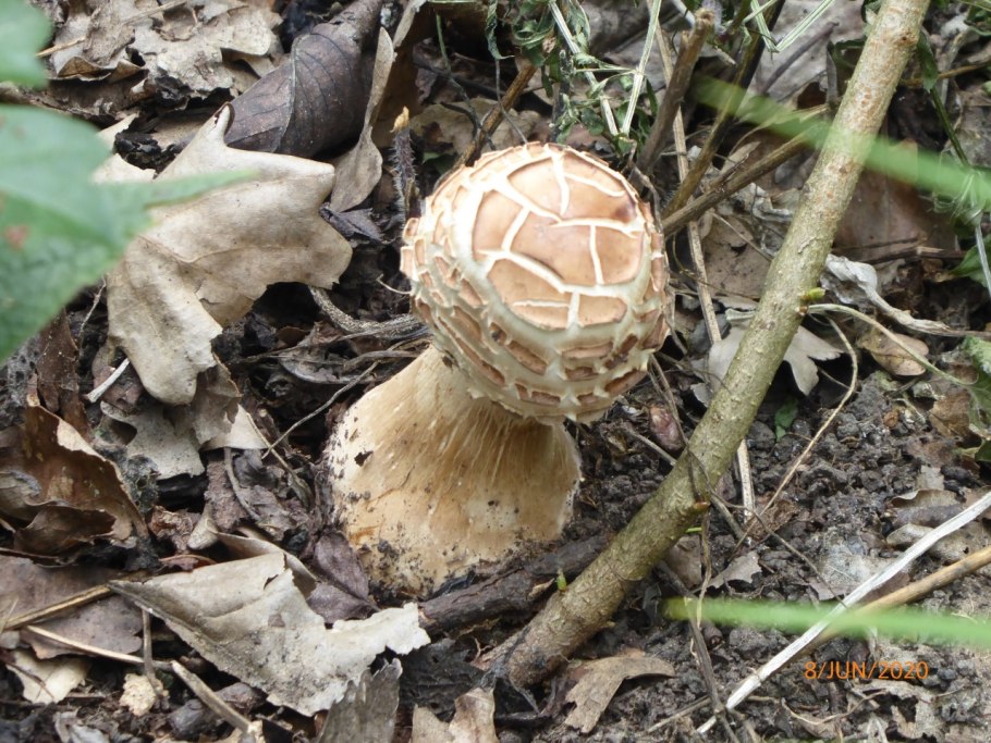 Гриб-зонтик краснеющий