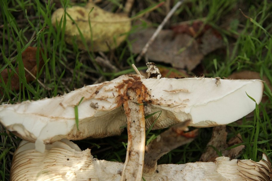 Гриб-зонтик краснеющий Macrolepiota rhacodes