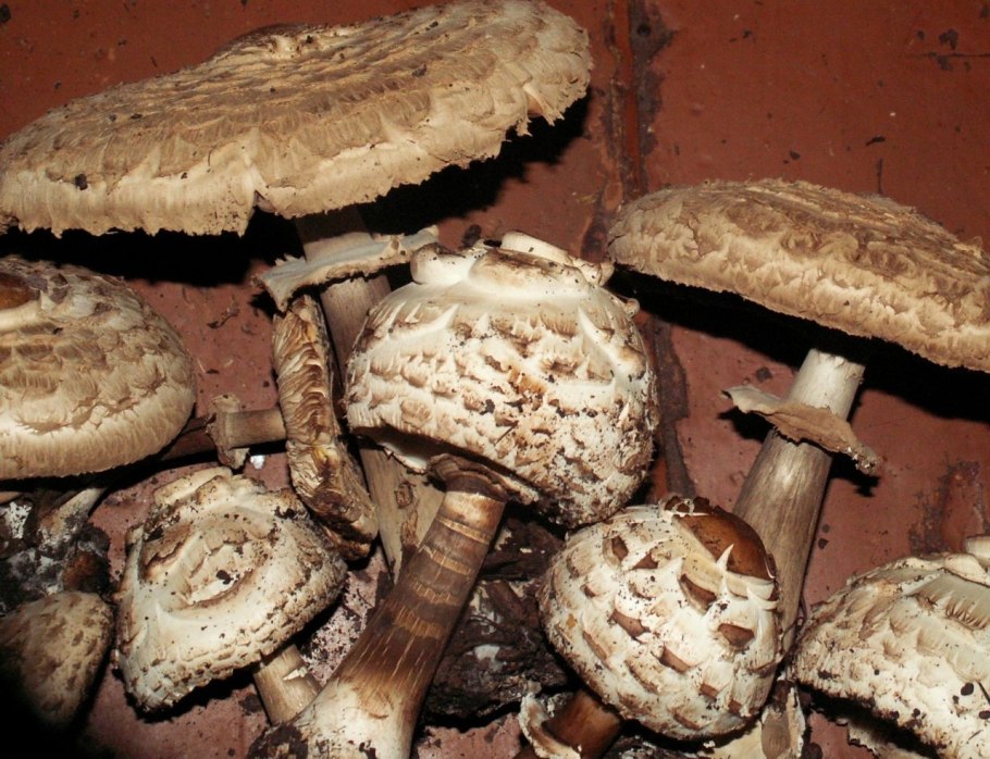 Гриб-зонтик краснеющий Macrolepiota rhacodes