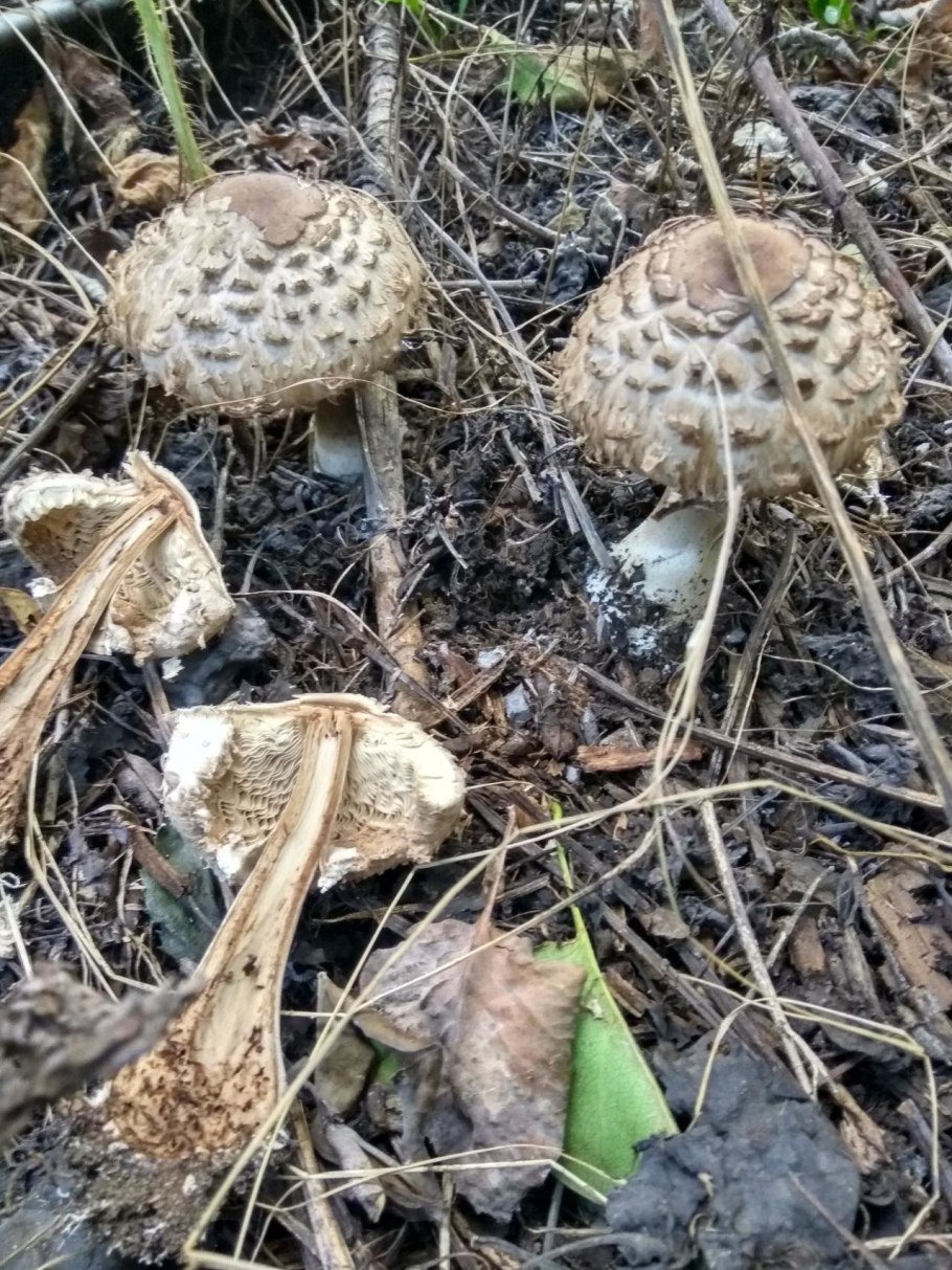 Гриб-зонтик краснеющий (Chlorophyllum rhacodes)