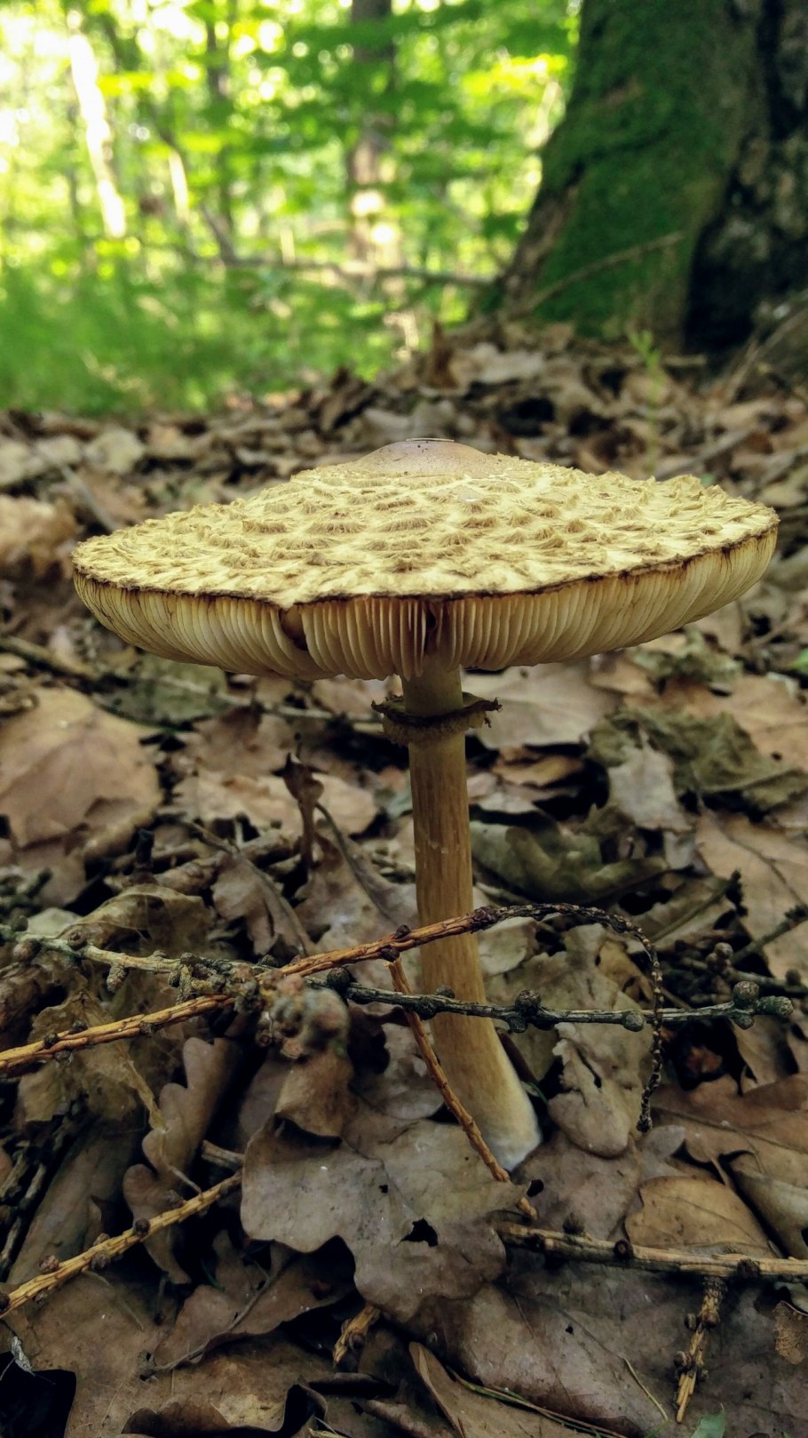 Гриб-зонтик краснеющий Macrolepiota rhacodes