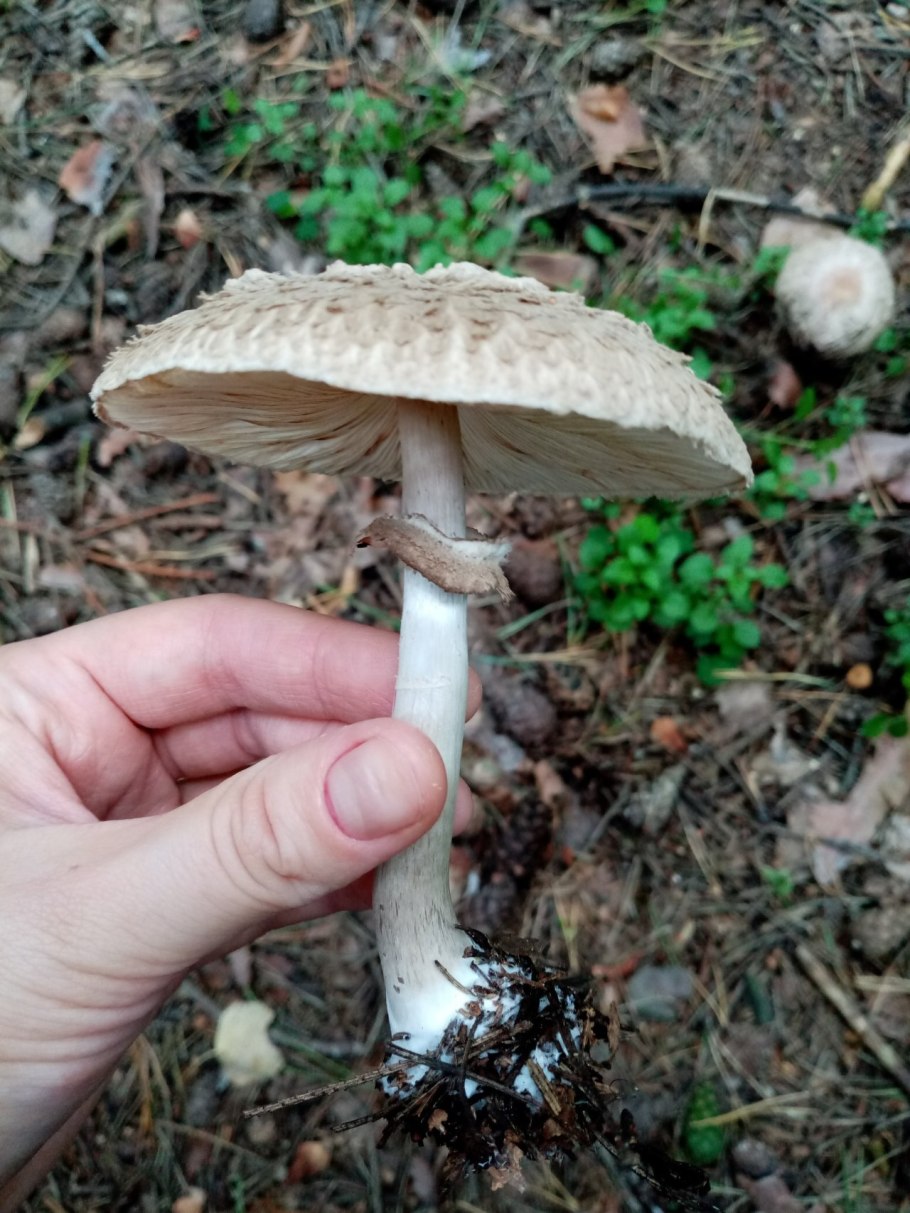 Гриб-зонтик девичий Leucoagaricus puellaris