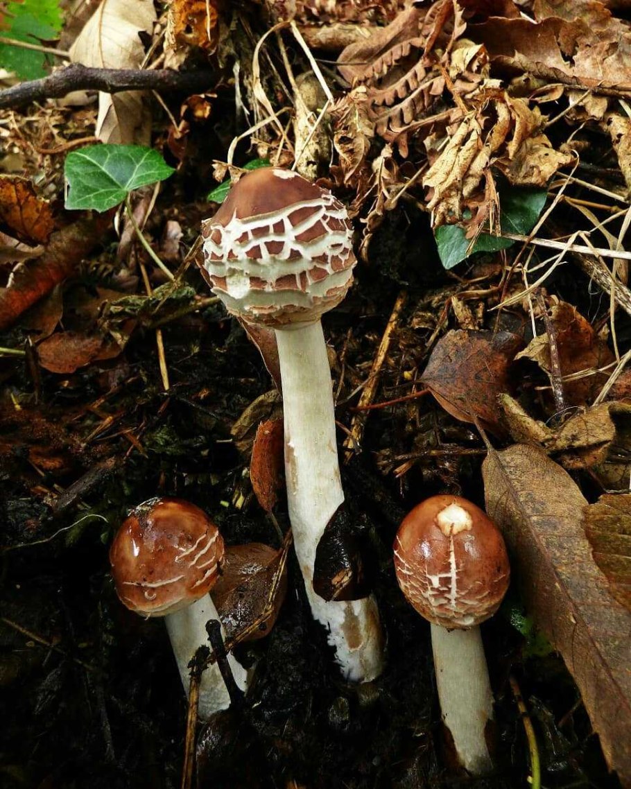Гриб-зонтик краснеющий Macrolepiota rhacodes