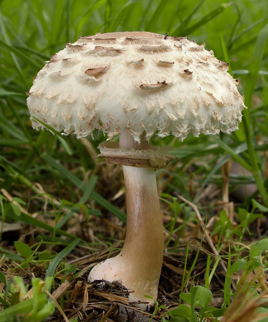 Гриб-зонтик краснеющий Macrolepiota rhacodes