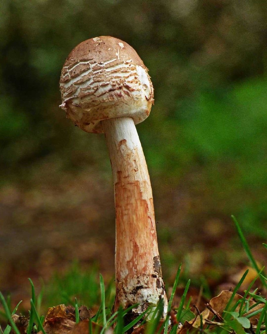 Гриб-зонтик краснеющий (Chlorophyllum rhacodes)