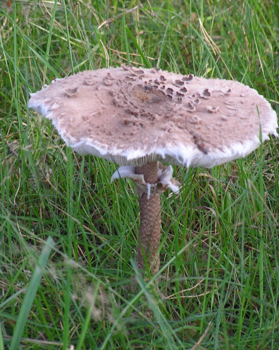 Гриб-зонтик Оливье Chlorophyllum Olivieri