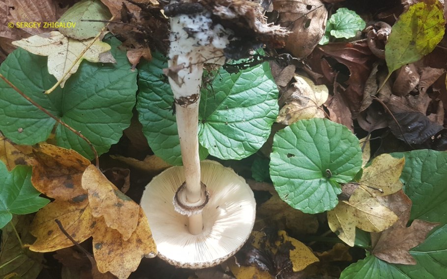 Зонтиком грибы краснеют снизу