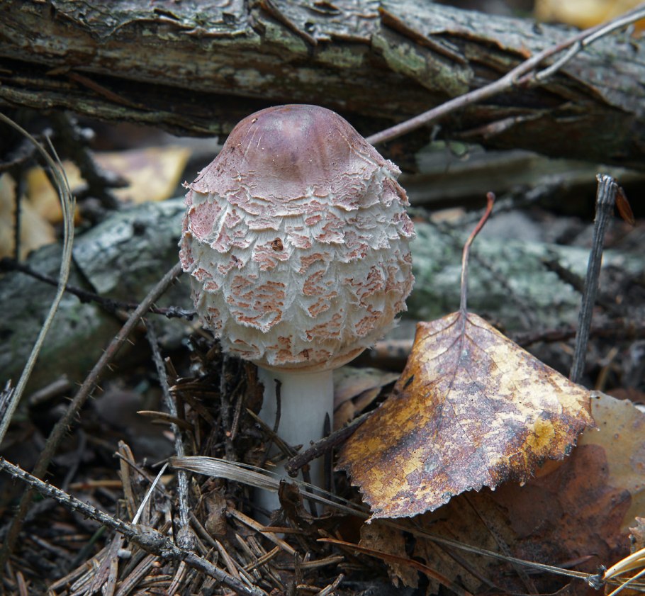 Зонтик пестрый краснеющий