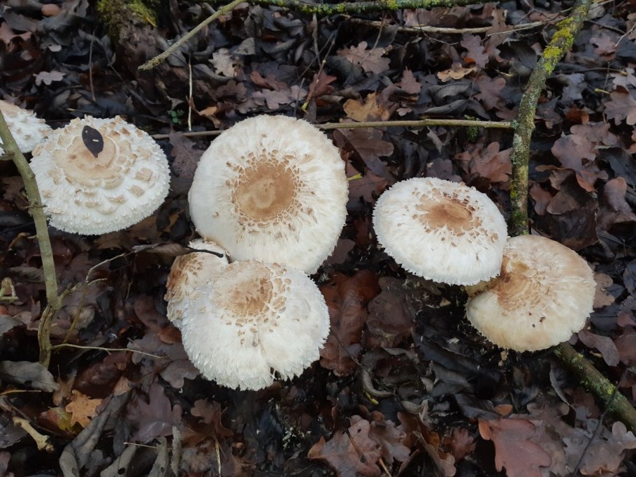 Гриб зонтик ложный