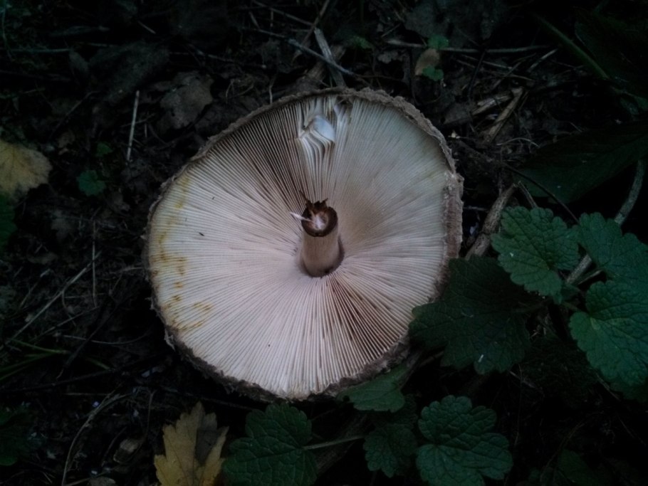 Гриб зонтик Краснодарский край