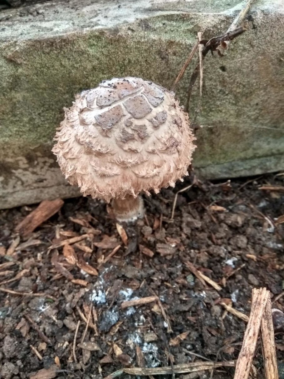 Зонтик пёстрый Macrolepiota procera
