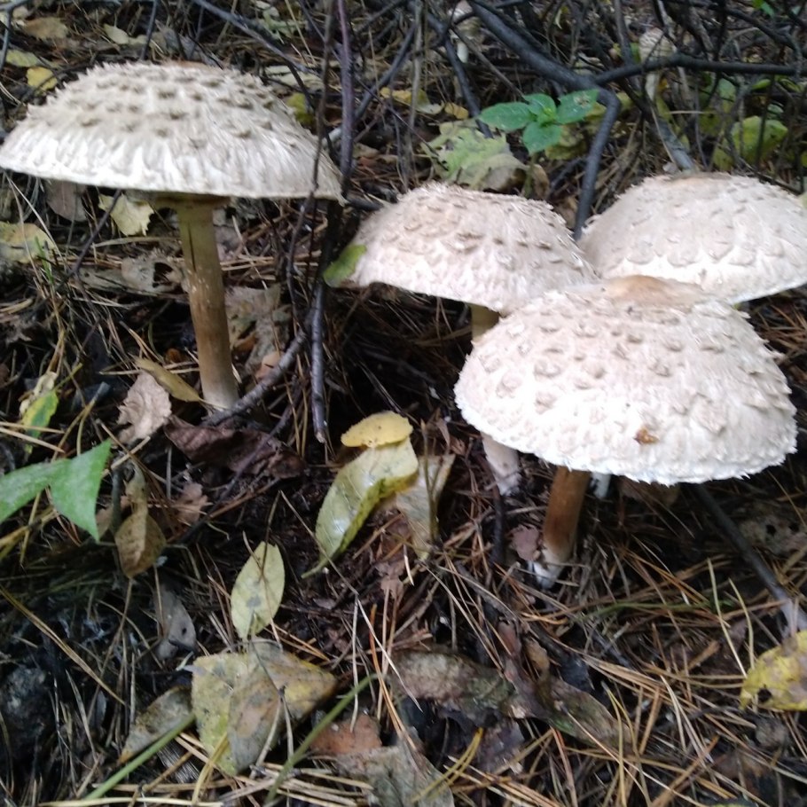 Гриб-зонтик краснеющий Macrolepiota rhacodes