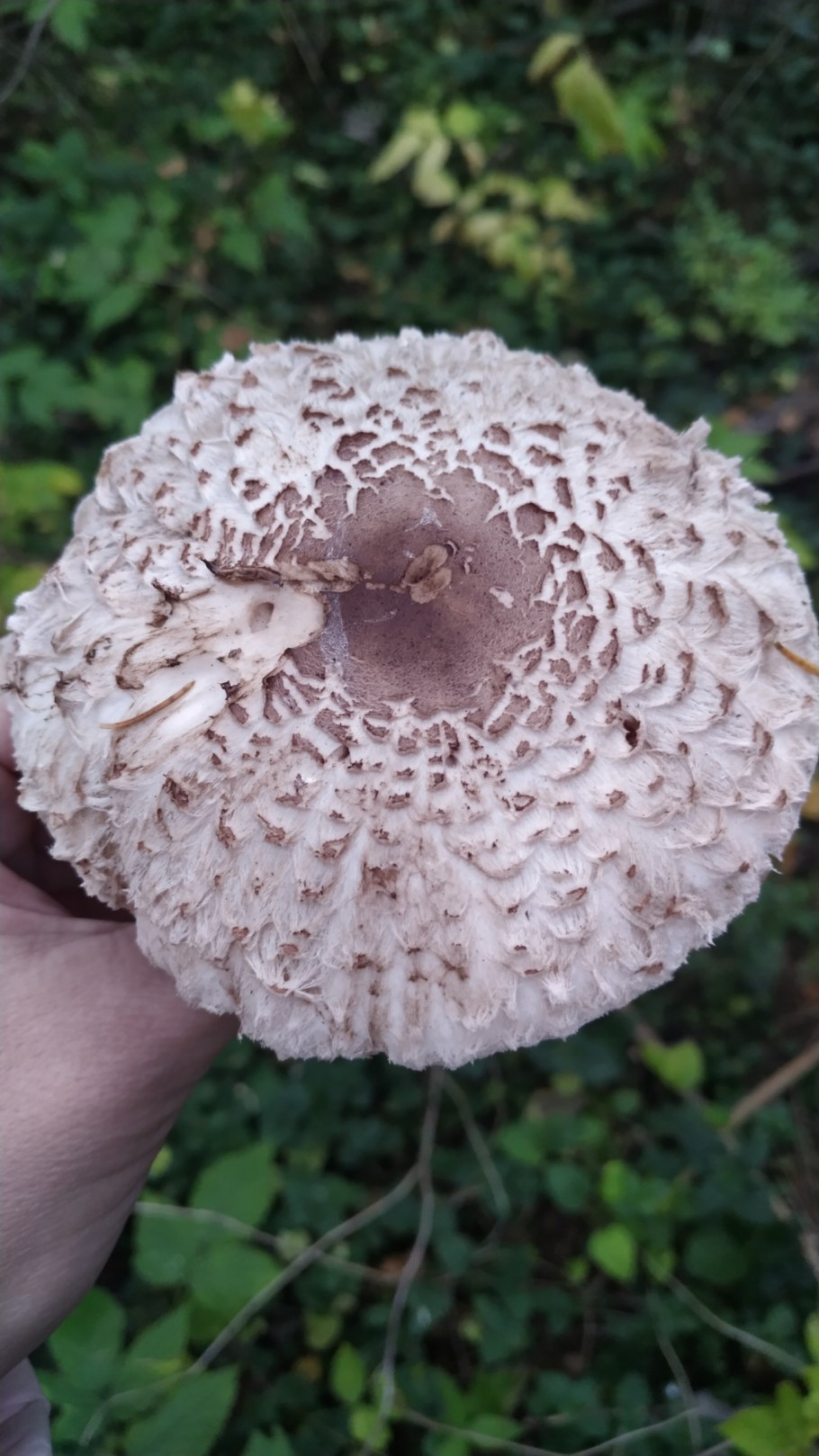 Гриб зонтик нераскрывшийся