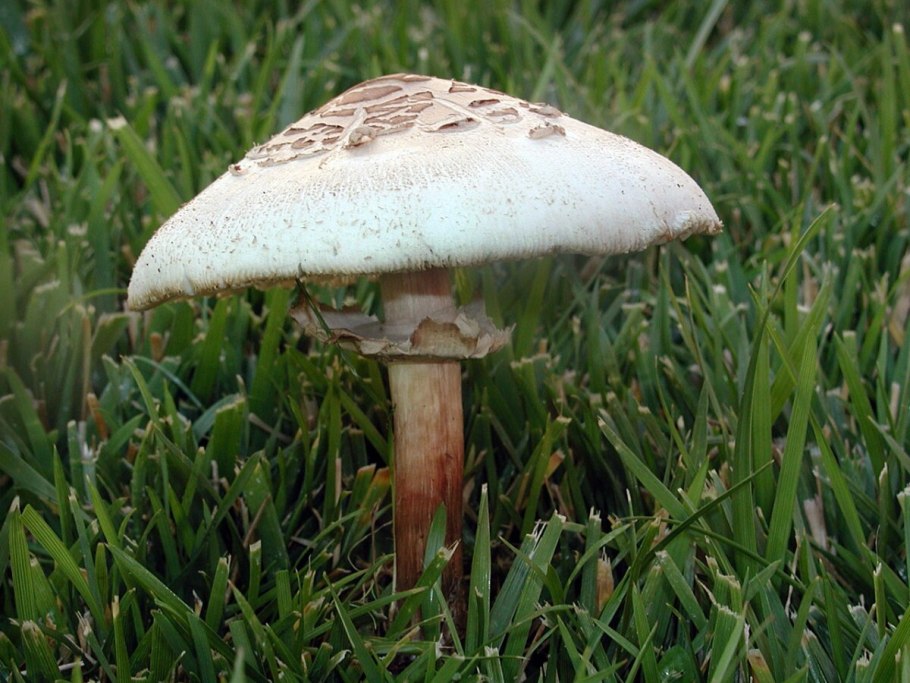 Гриб-зонтик краснеющий Macrolepiota rhacodes