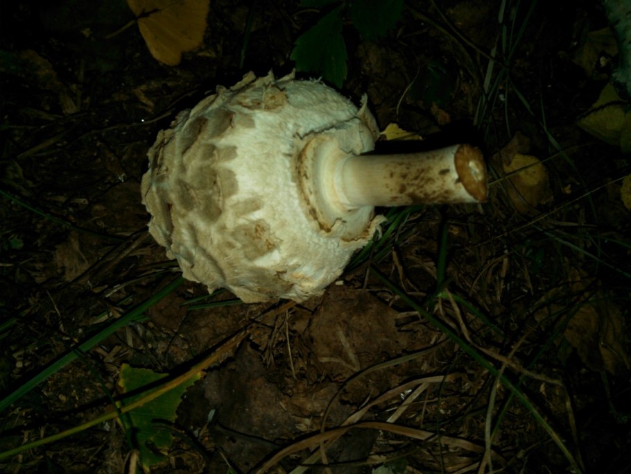 Зонтик краснеющий Chlorophyllum rhacodes