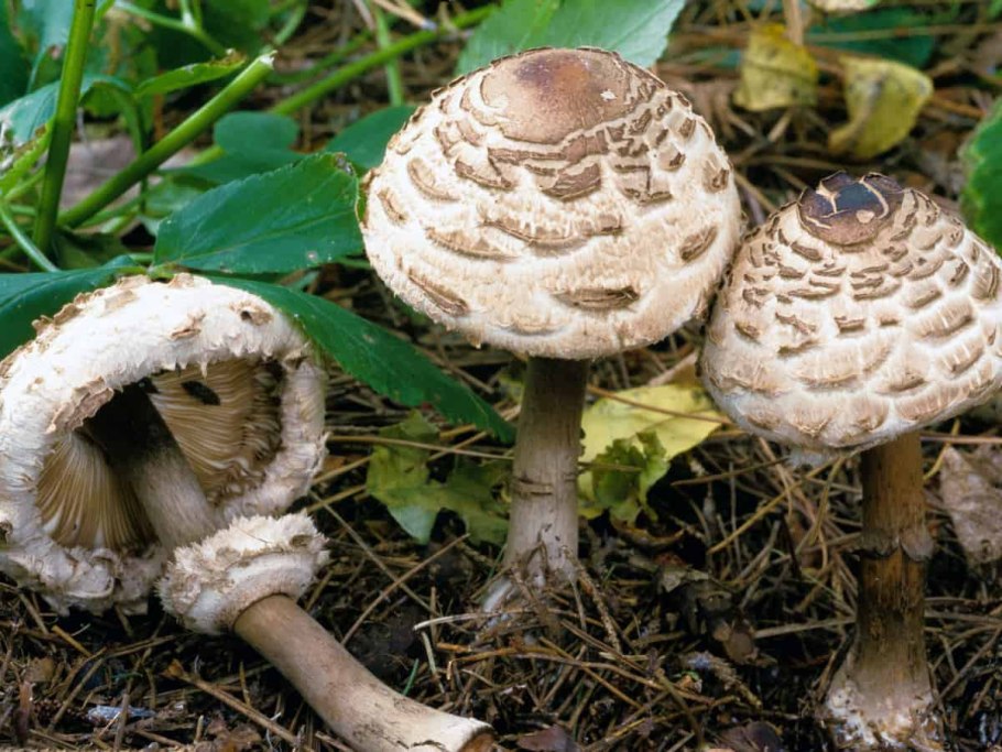 Гриб зонтик краснеющий chlorophyllum rhacodes