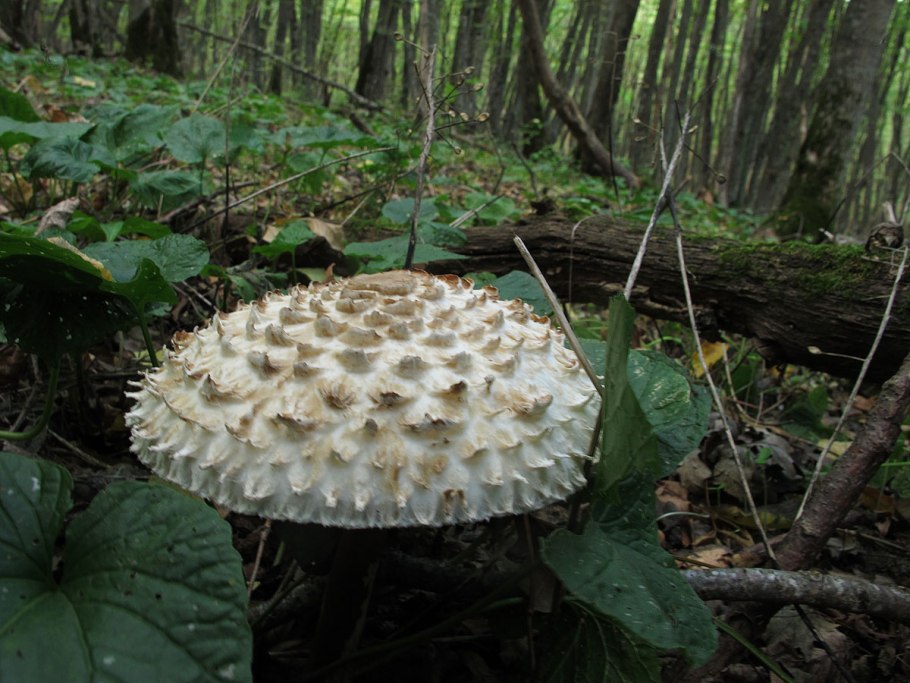 Гриб-зонтик краснеющий Macrolepiota rhacodes