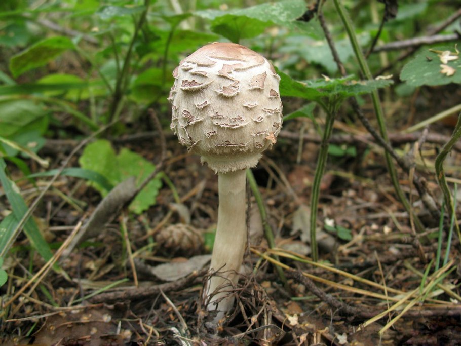 Парасолька гриб