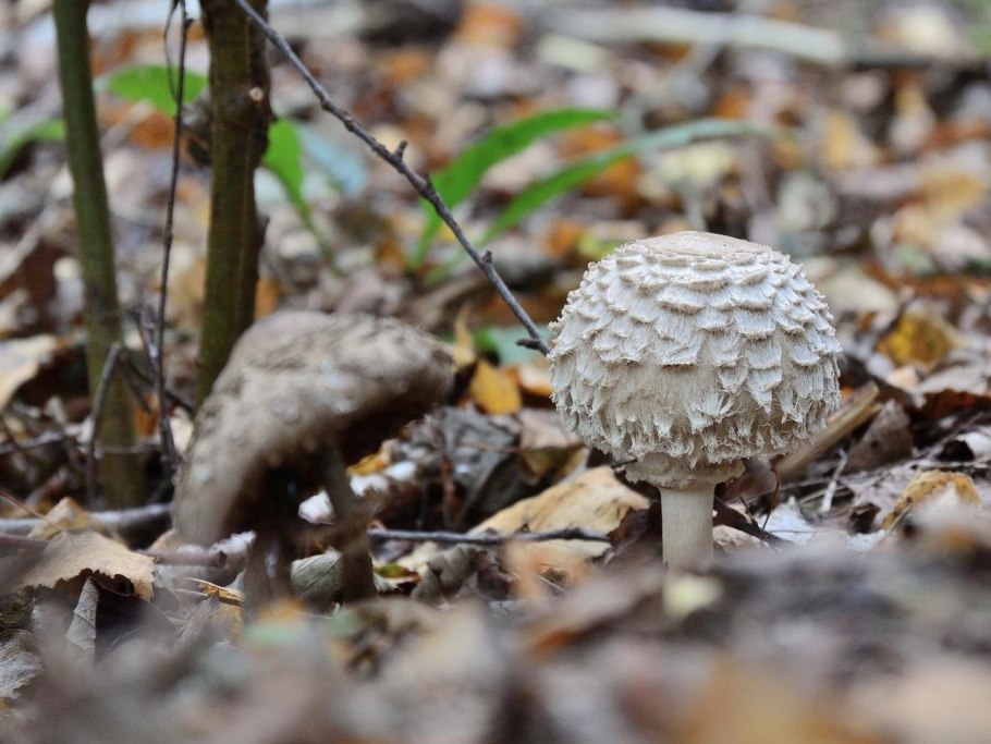 Зонтик Моргана гриб