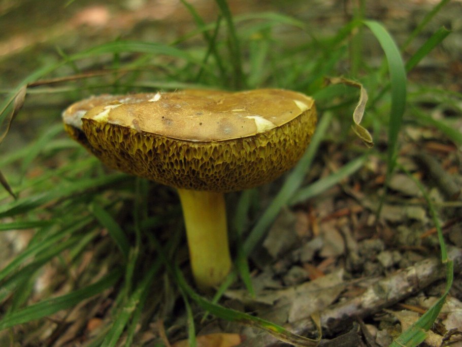 Hygrocybe psittacina
