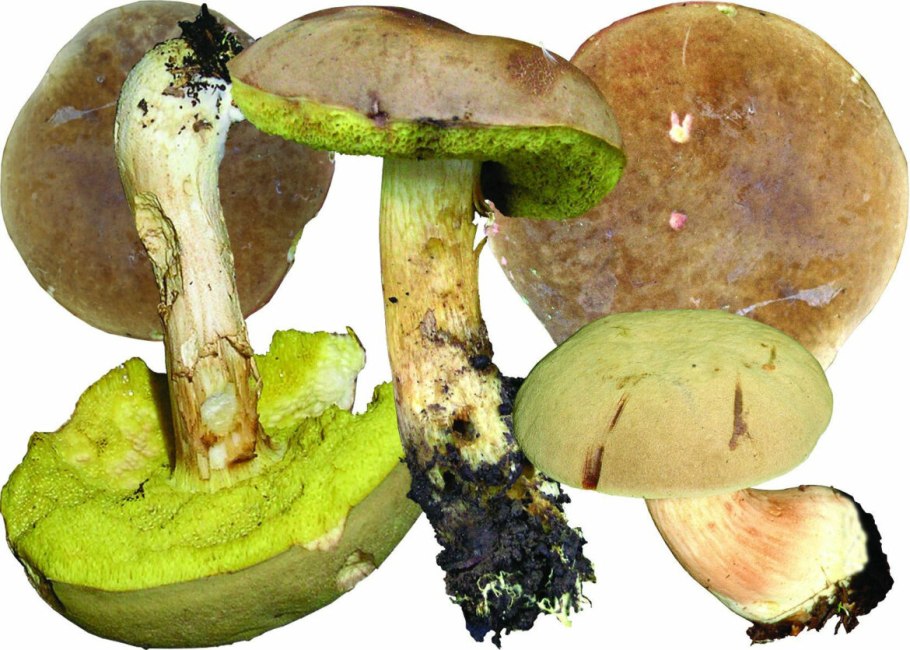 Грибы зеленого цвета