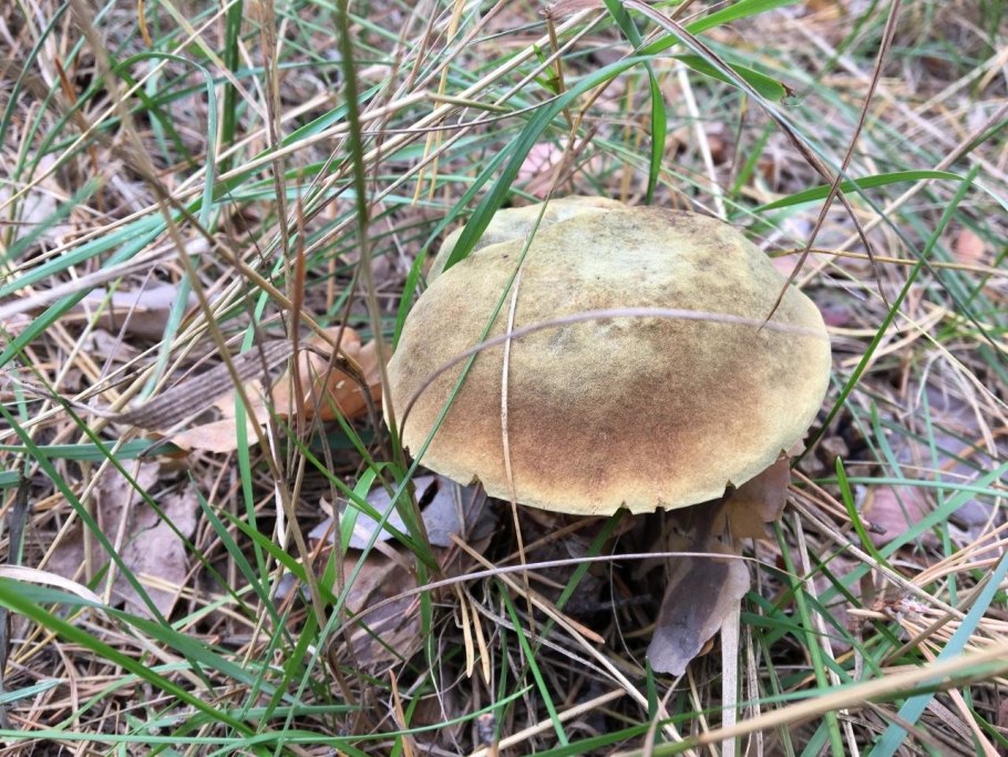 Зеленушка (Tricholoma equestre)