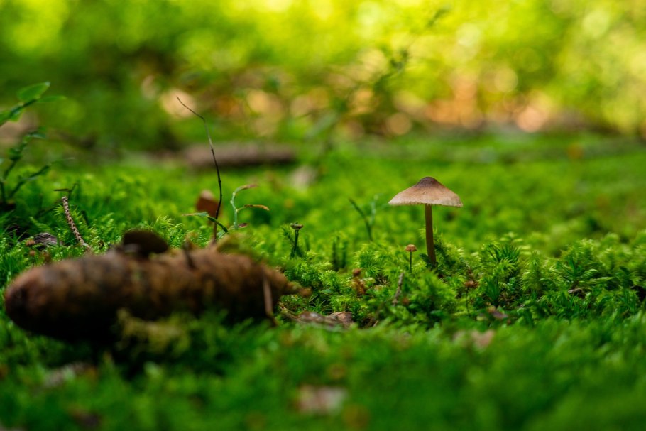 Зеленушки и зеленушки грибы