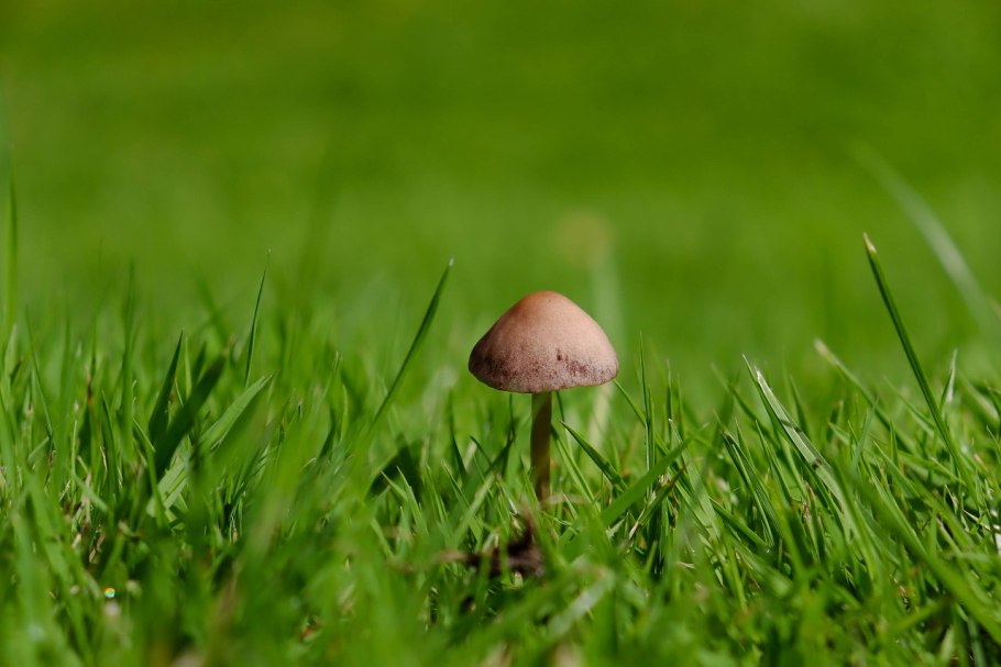 Hygrocybe psittacina