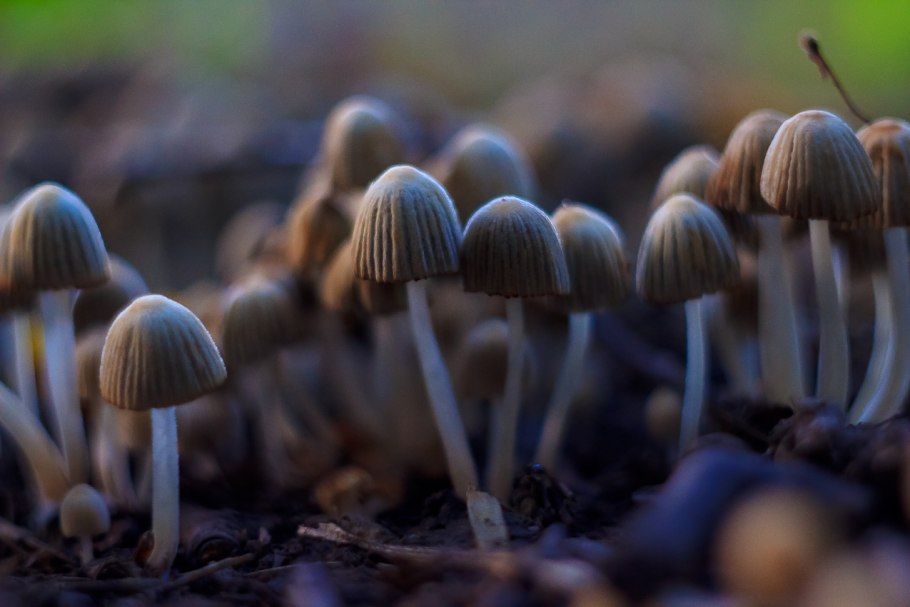 Поганка обыкновенная