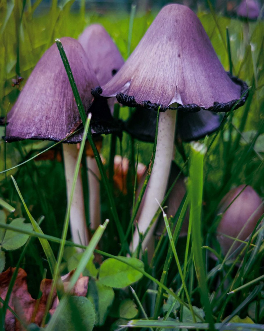 Поганка Луговая