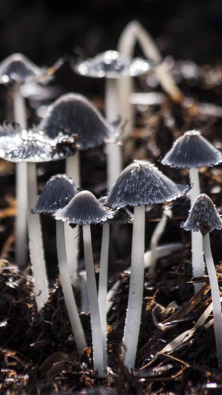 Поганка обыкновенная