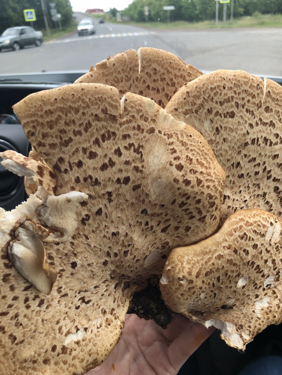 Трутовик чешуйчатый (Cerioporus squamosus)