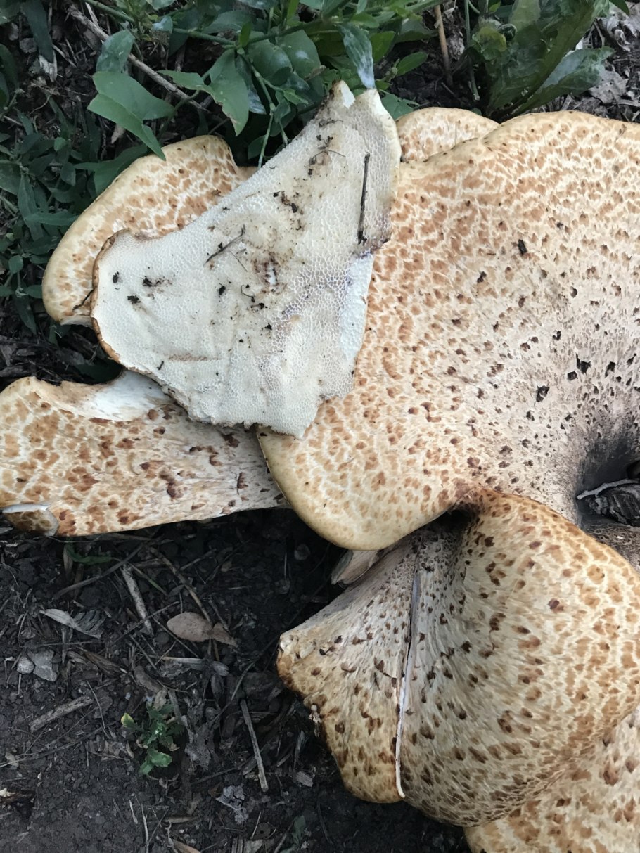 Трутовик чешуйчатый чешуйчатка