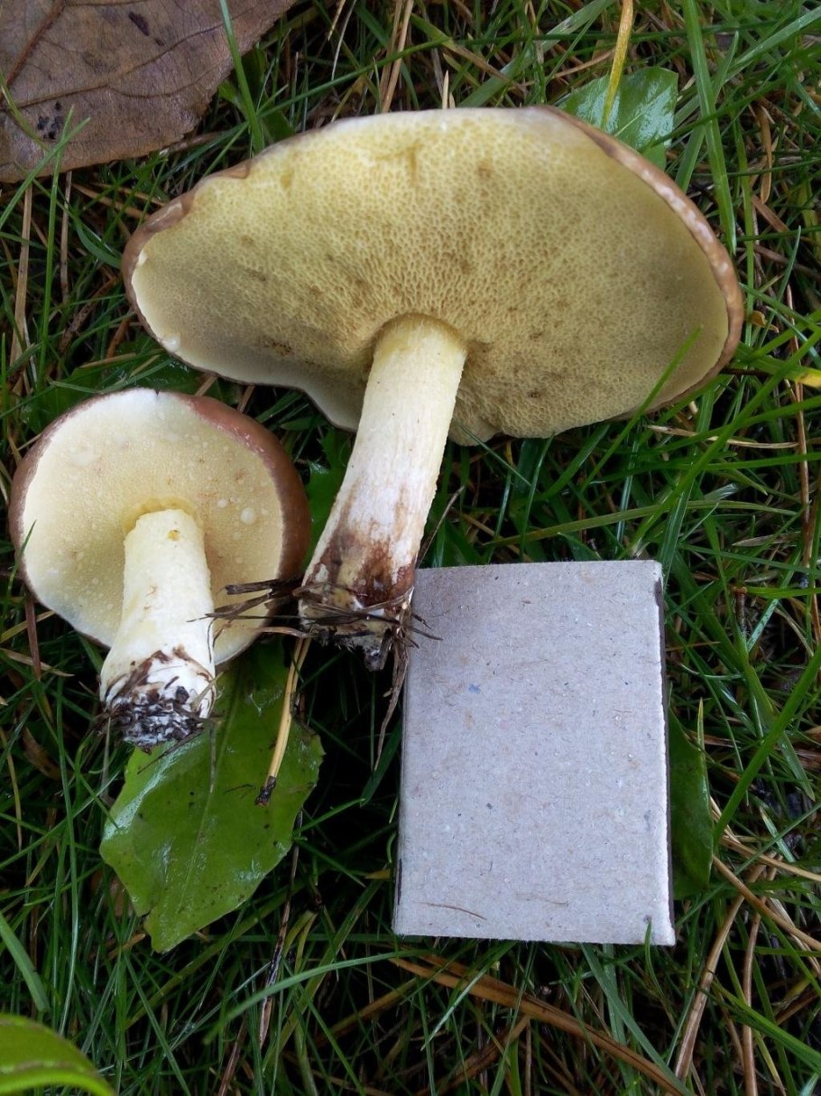 Масленок зернистый