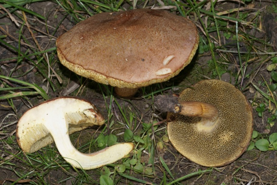 Моховик коричневый (Boletus ferrugineus)