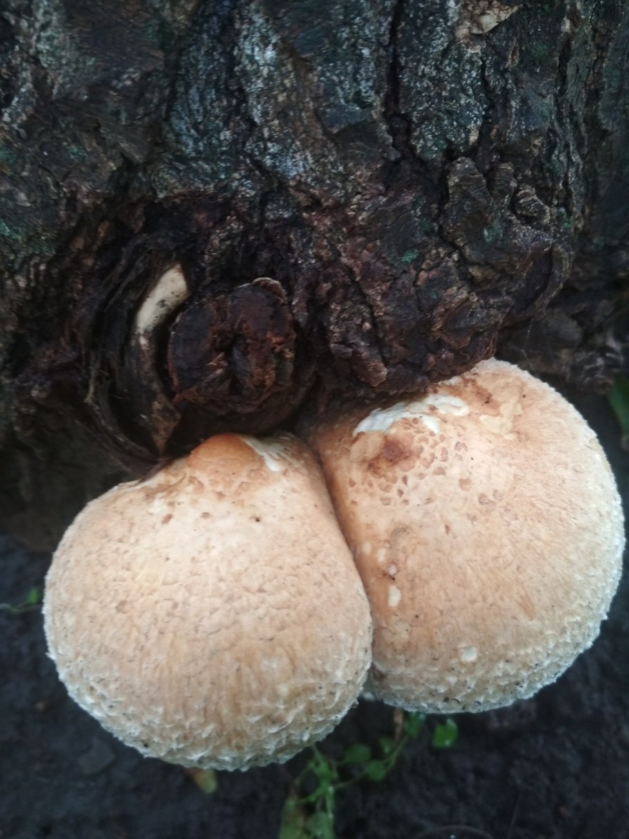 Чешуйчатка разрушающая гименофор