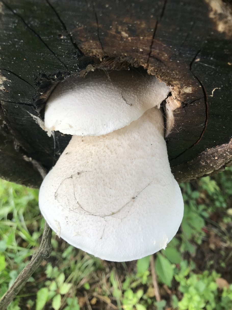 Вешенка дубовая Pleurotus dryinus