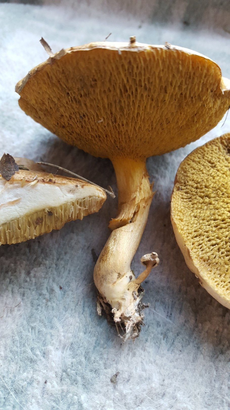 Козляк гименофор