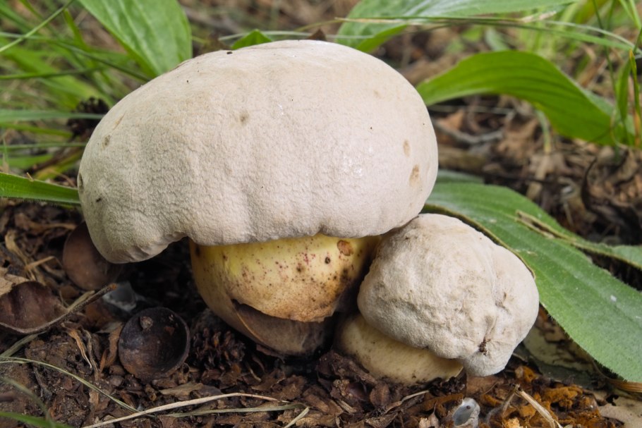 Боровик укореняющийся (Boletus radicans)