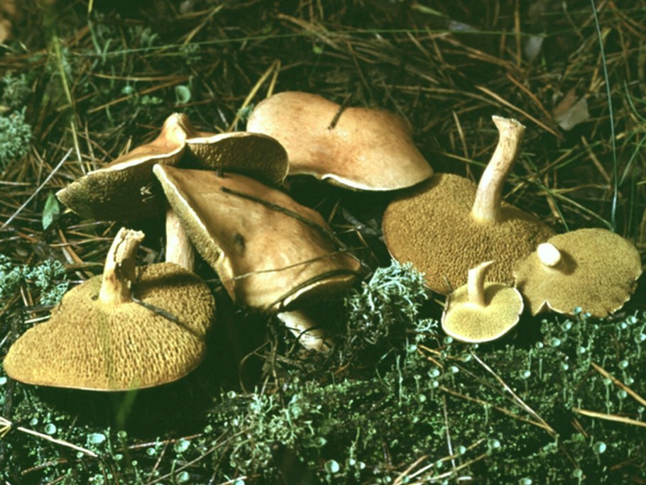 Трубчатые грибы моховик и Козляк