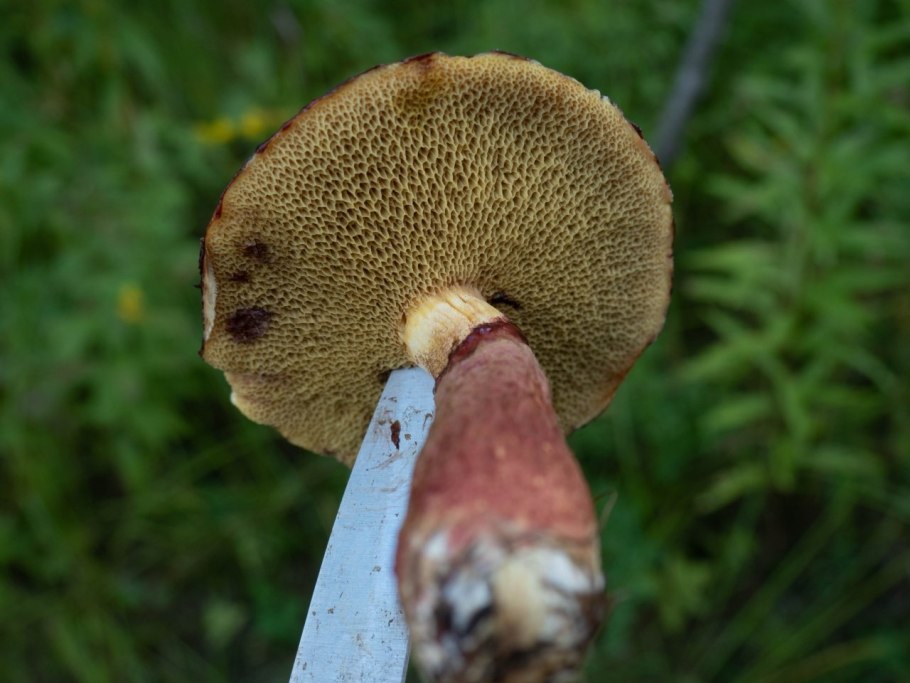 Suillus spectabilis