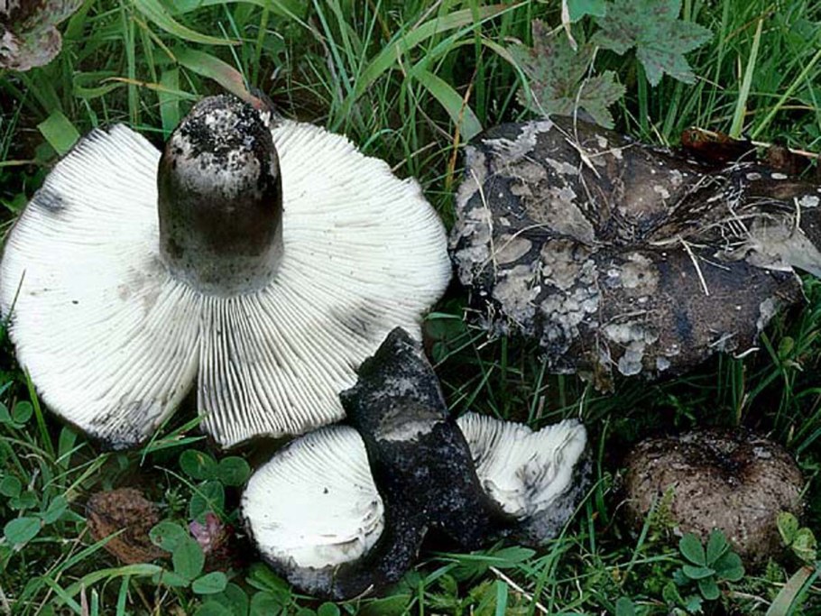 Сыроежка белая подгруздок белый