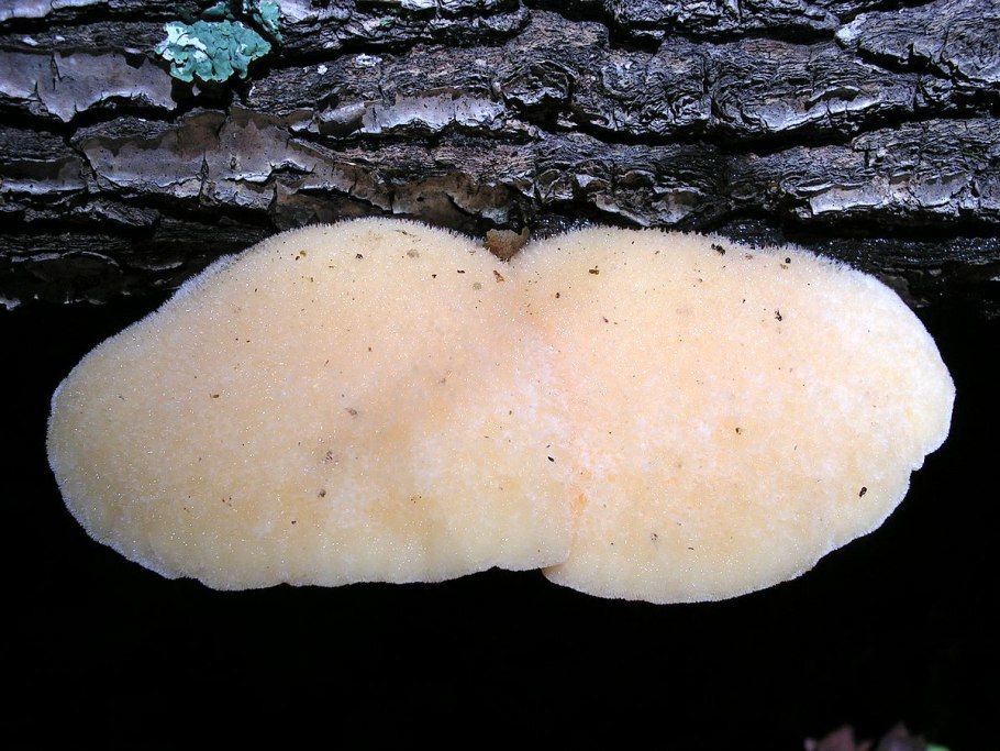 Spongipellis spumeus
