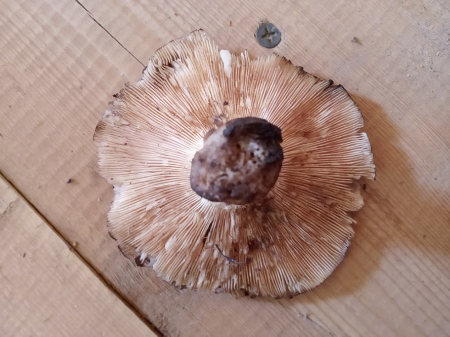 Подгруздок коричневый