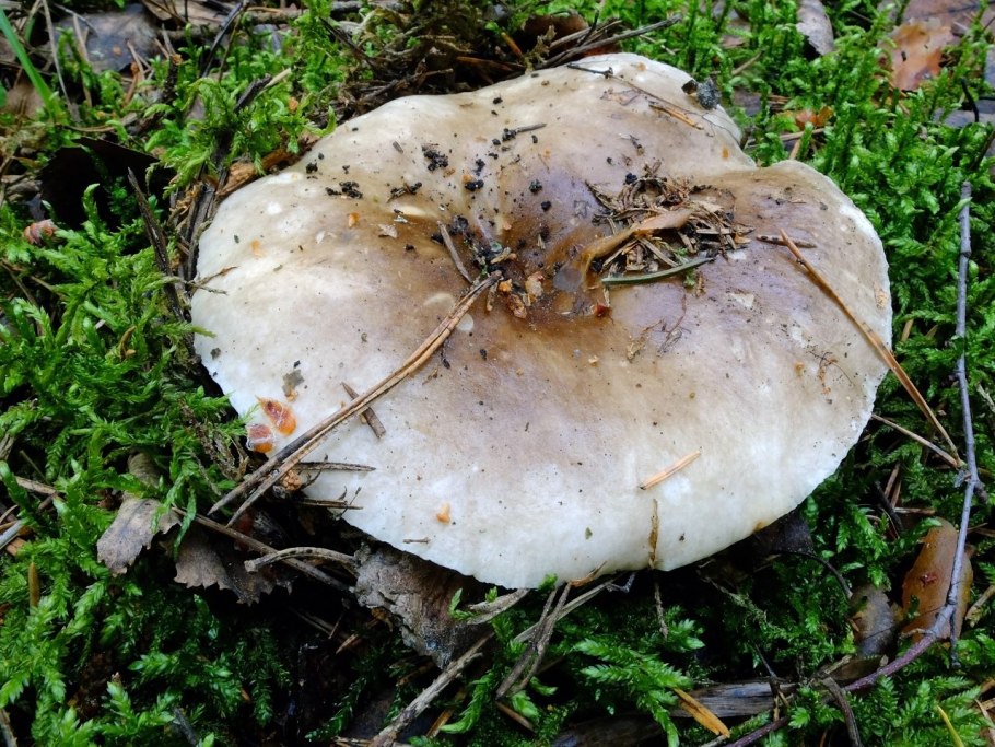 Подгруздок Russula adusta