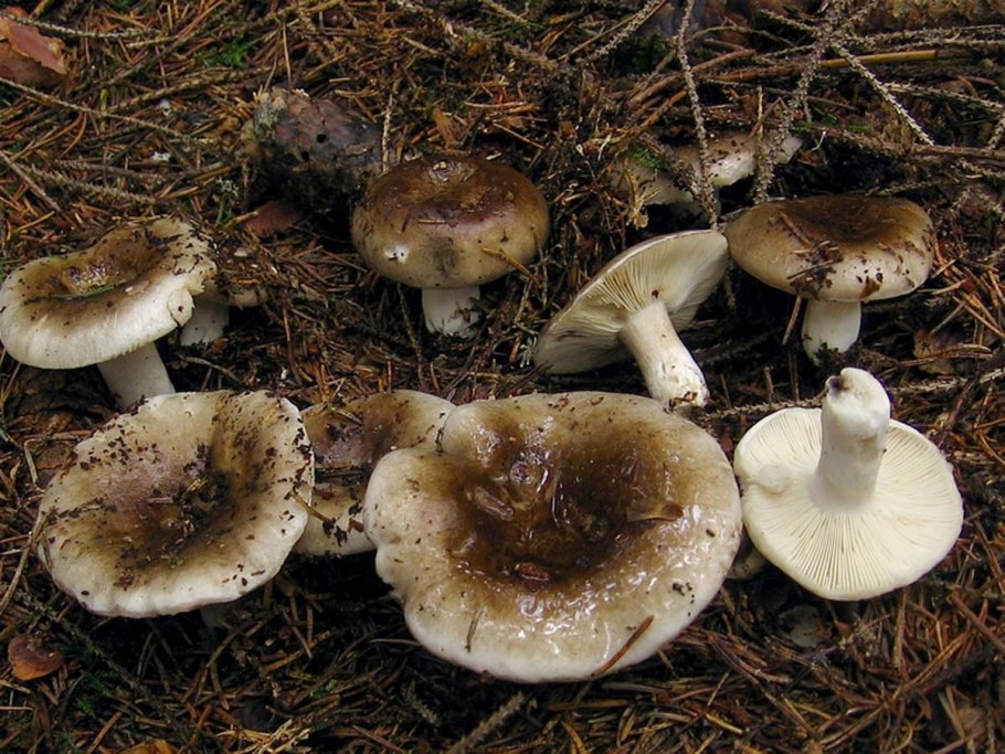 Сыроежка черная подгруздок