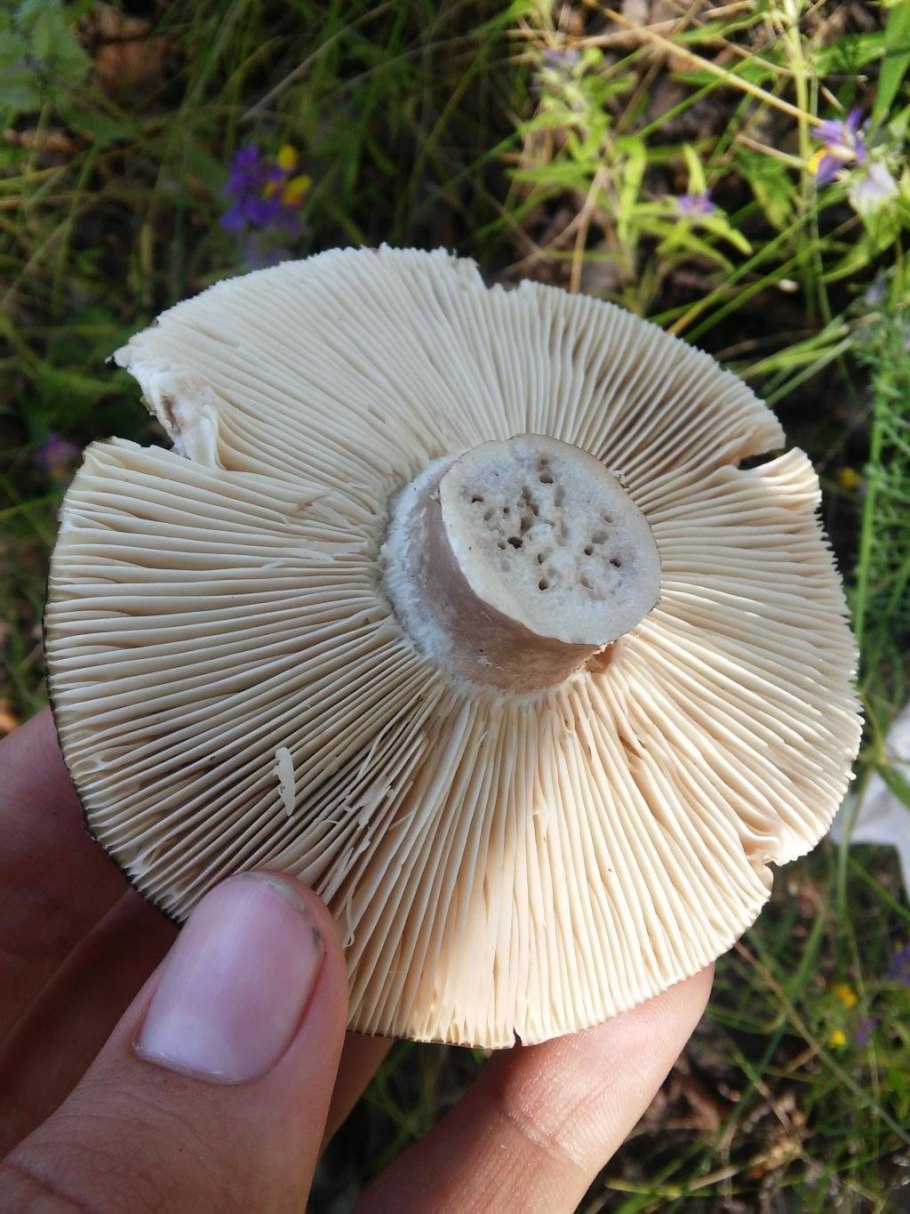 Russula Delica (подгруздок белый)